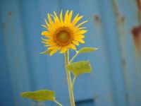 开学典礼讲话稿：做一朵美丽的向阳花