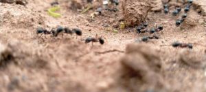 蚂蚁的日常生活