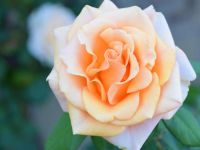 《助学，筑梦，铸人》征文：最艳丽的玫瑰